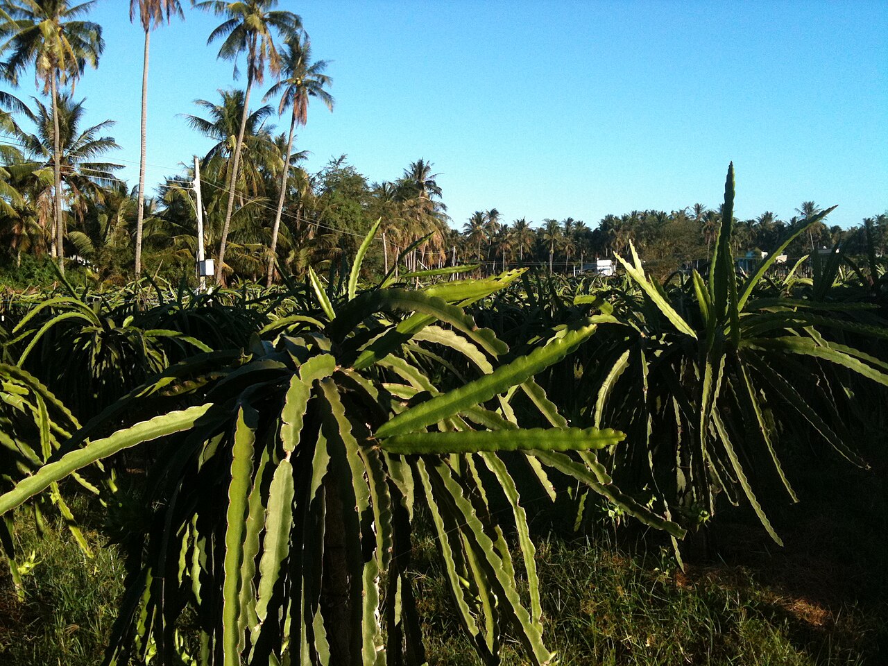 Các hàng trụ thanh long trong vườn tại Phan Thiết, Bình Thuận, ảnh chụp năm 2012