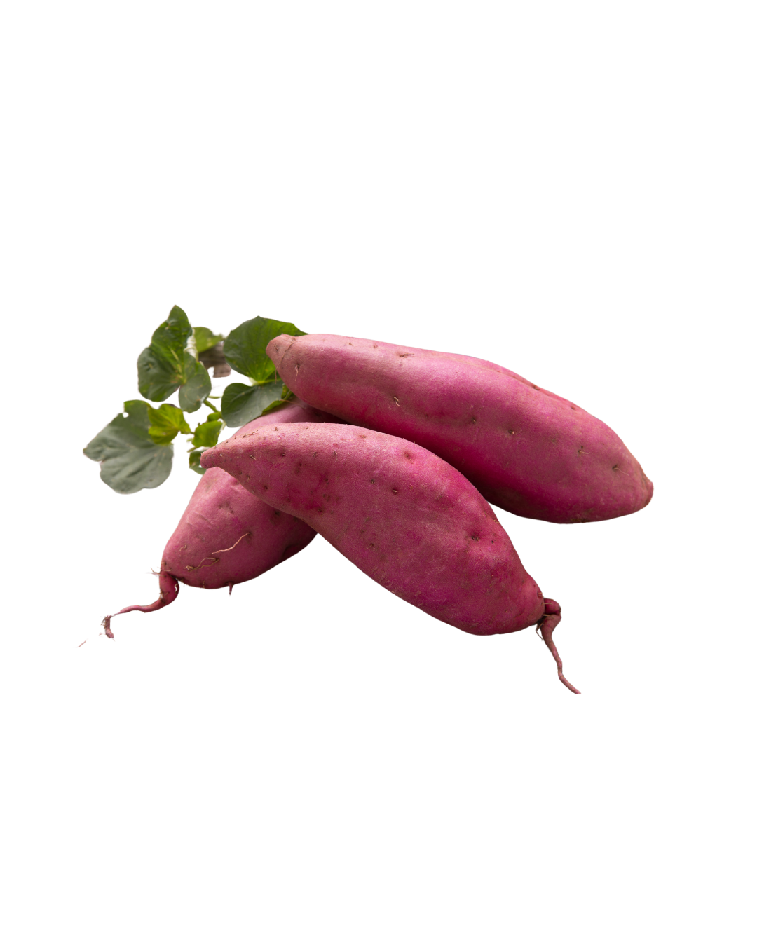 Sweet Potato