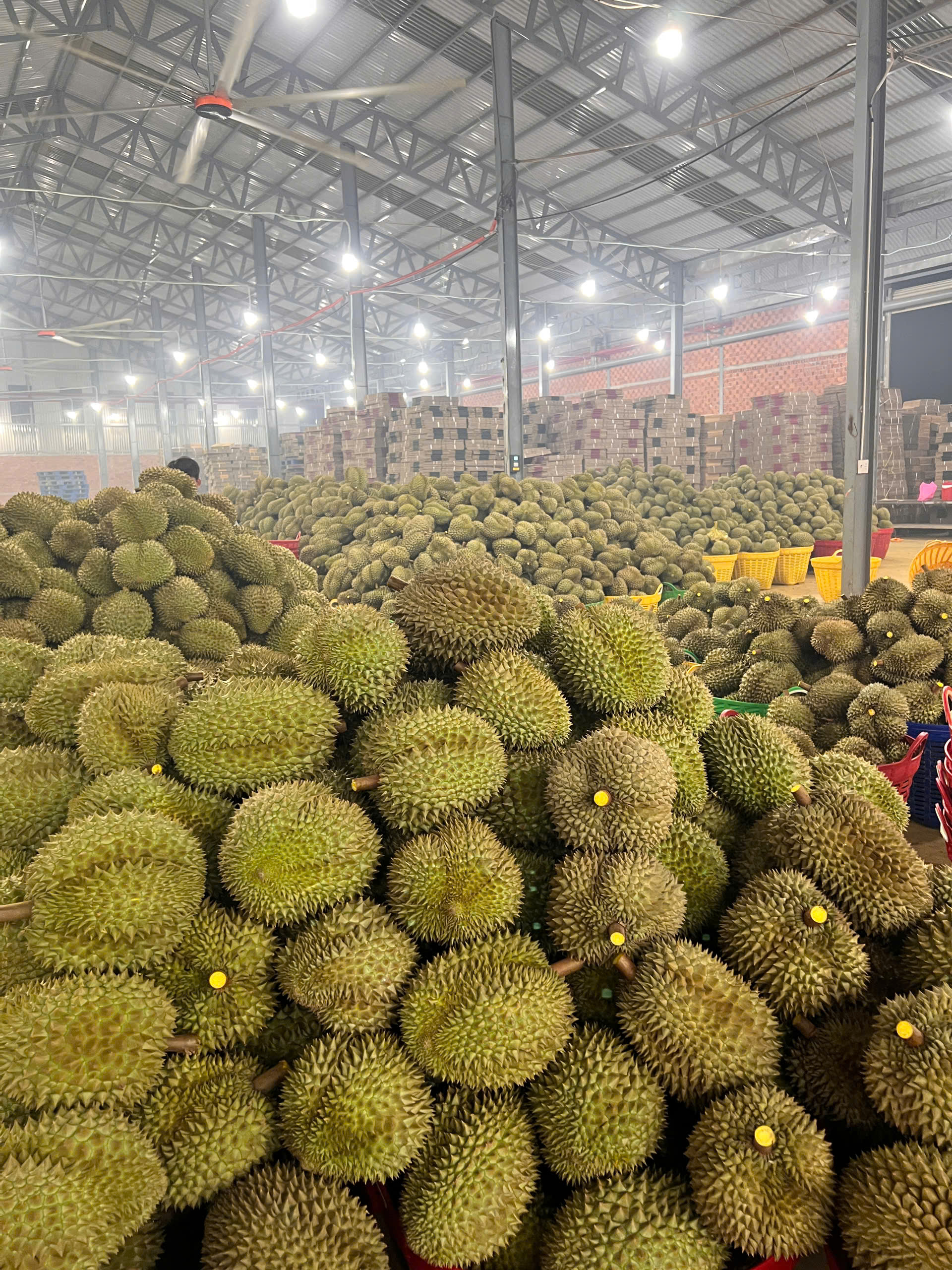 AI生成的榴莲示意图，不用于品种鉴定