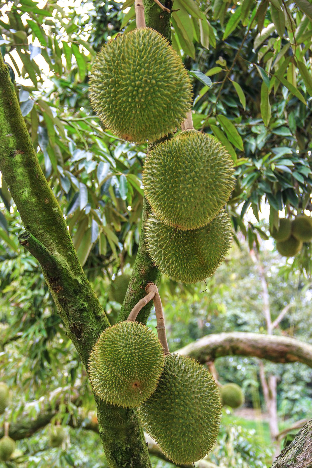 Illustrative fresh durian photograph; cultivar and origin are not verified.