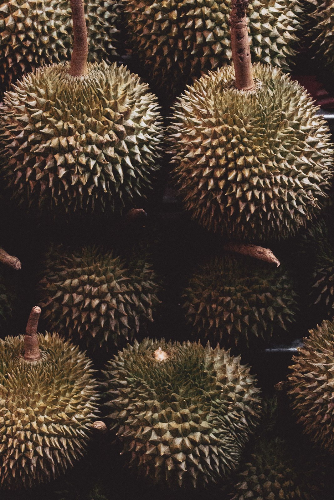 Illustrative fresh durian photograph; cultivar and origin are not verified.