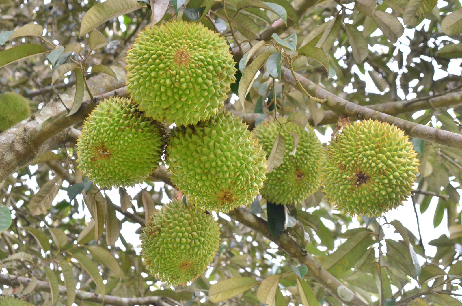 Illustrative fresh durian photograph; cultivar and origin are not verified.