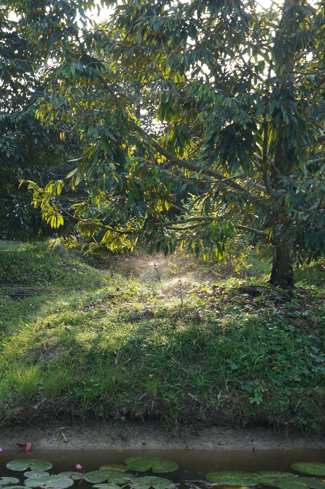 Illustrative fresh durian photograph; cultivar and origin are not verified.