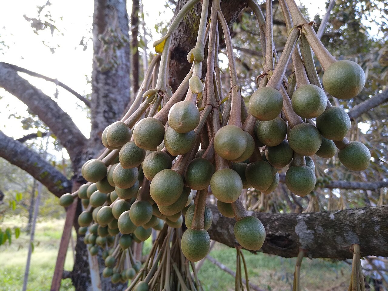 Clusters of young durian fruit developing on a tree branch.