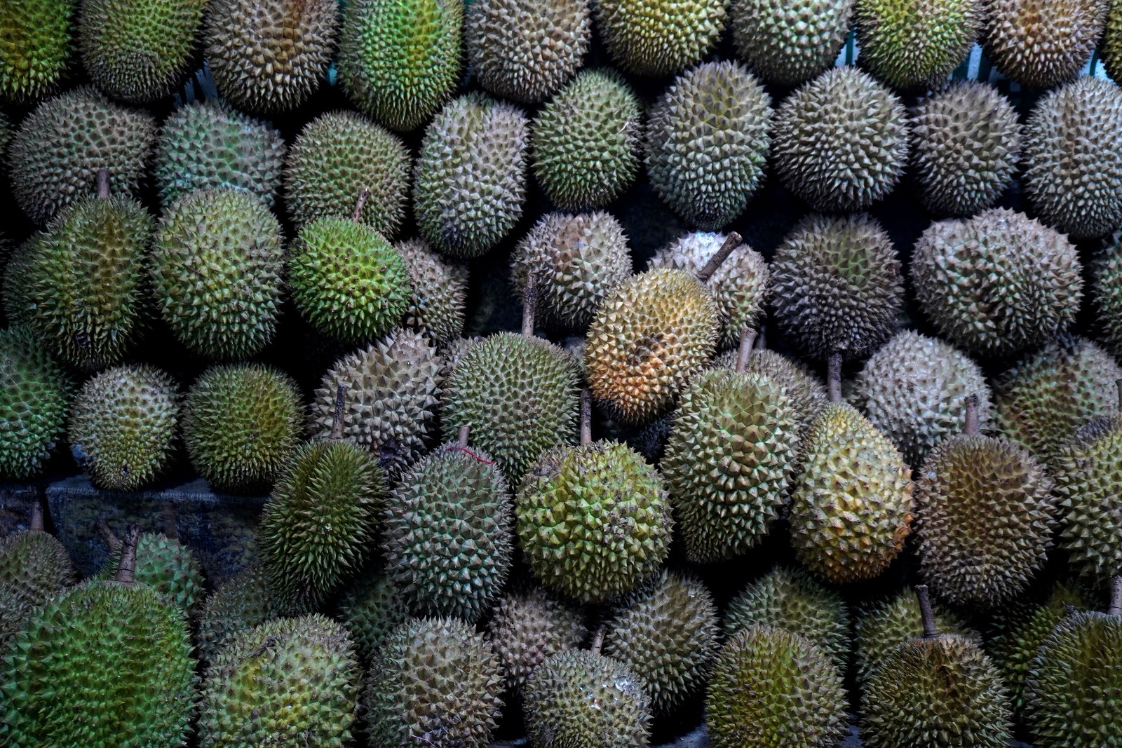 Illustrative fresh durian photograph; cultivar and origin are not verified.