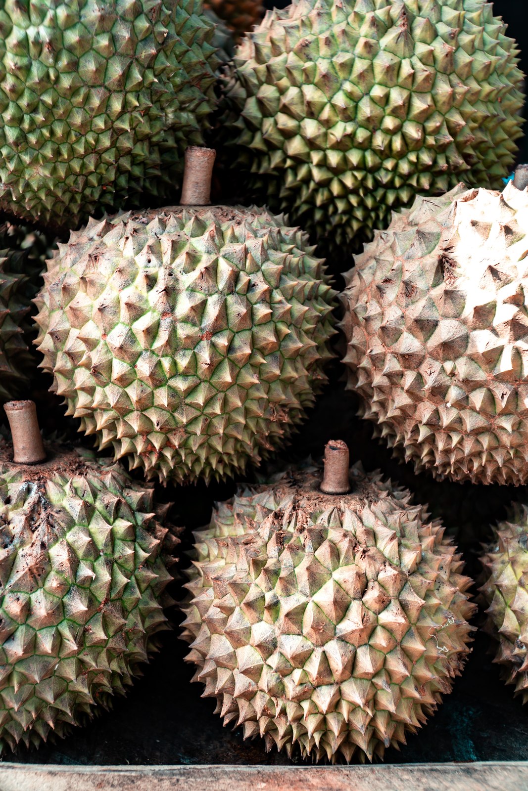 Illustrative fresh durian photograph; cultivar and origin are not verified.