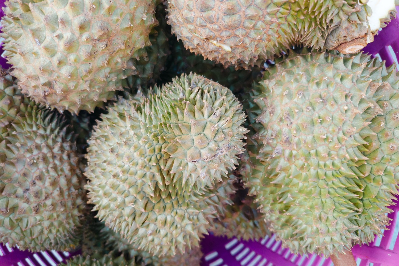 Illustrative fresh durian photograph; cultivar and origin are not verified.