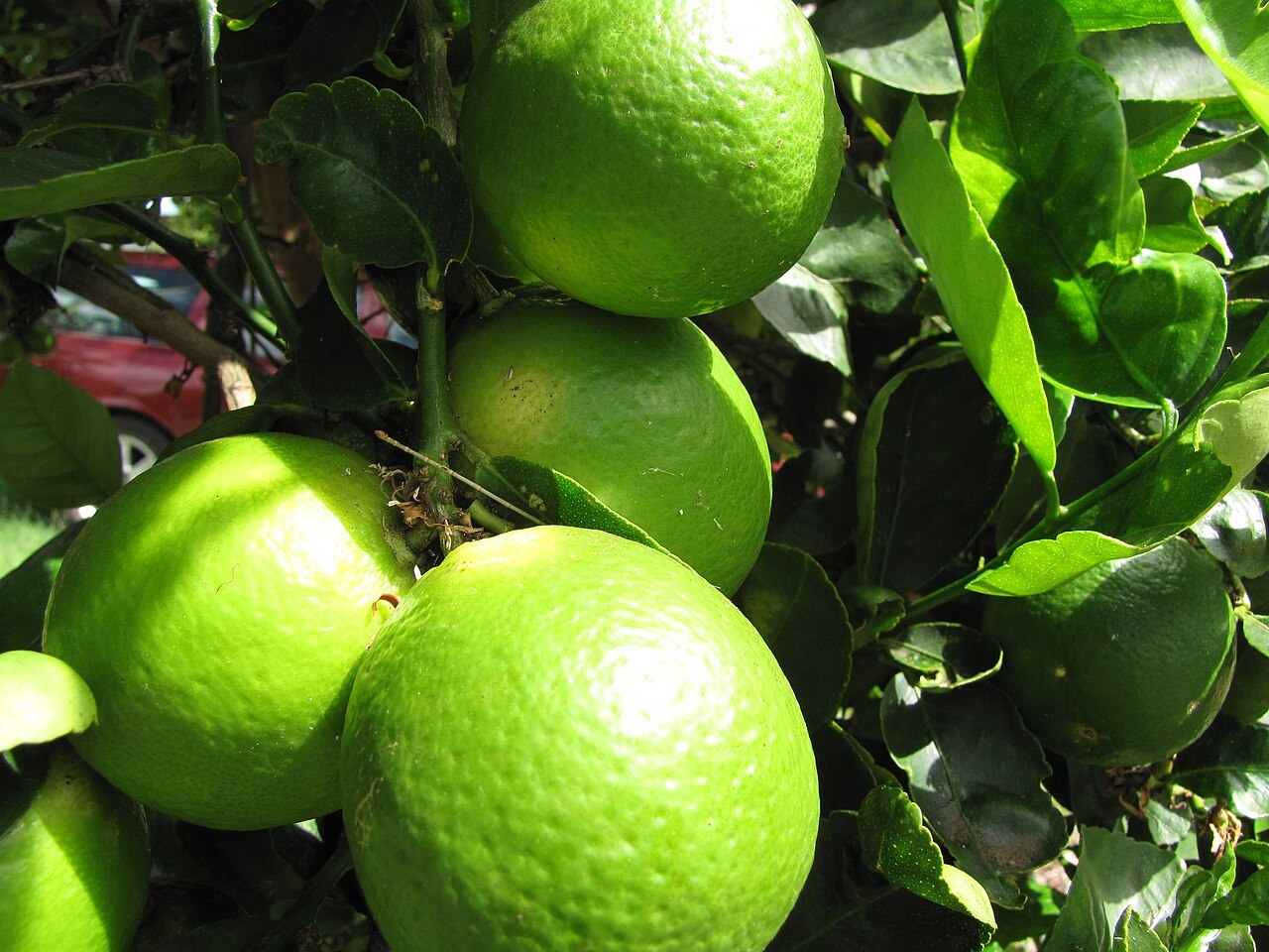 Green Tahitian limes growing on a leafy branch.