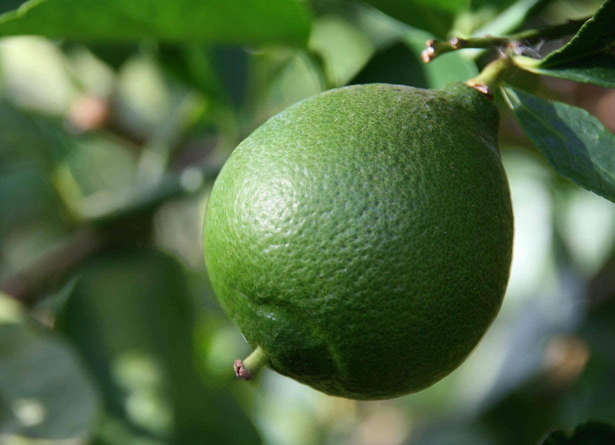 Fresh whole Persian lime with leaves; location is not verified.