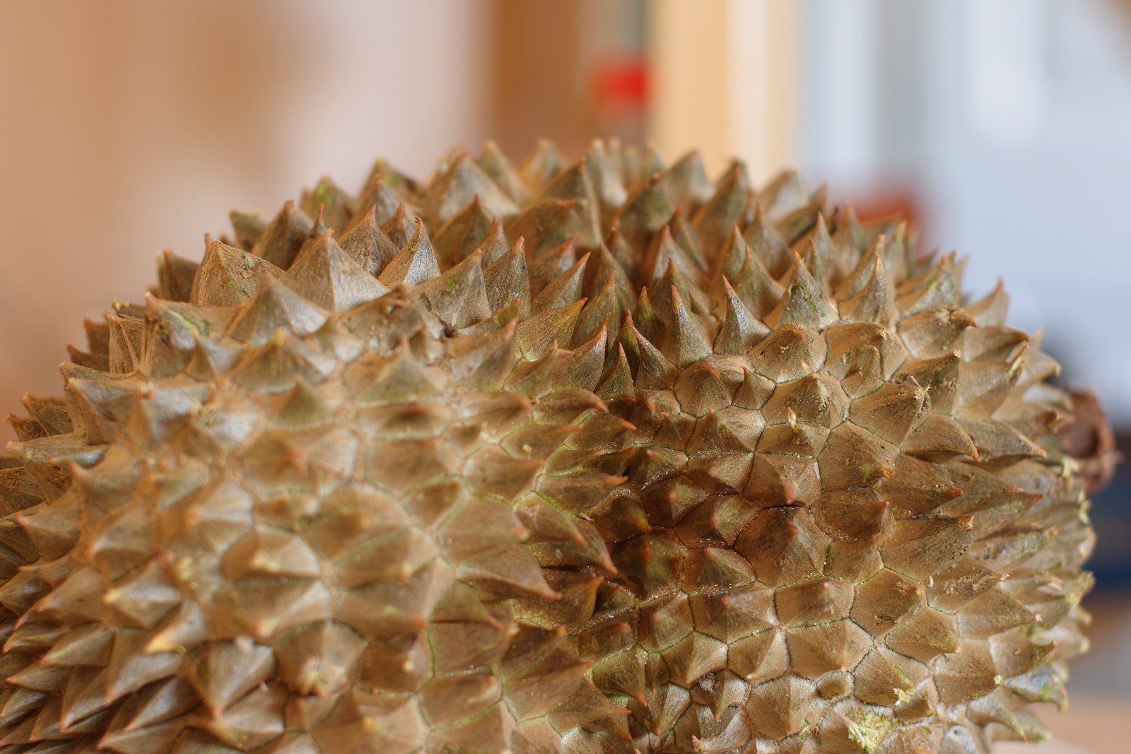 A close view of the textured spiky shell of a whole durian.