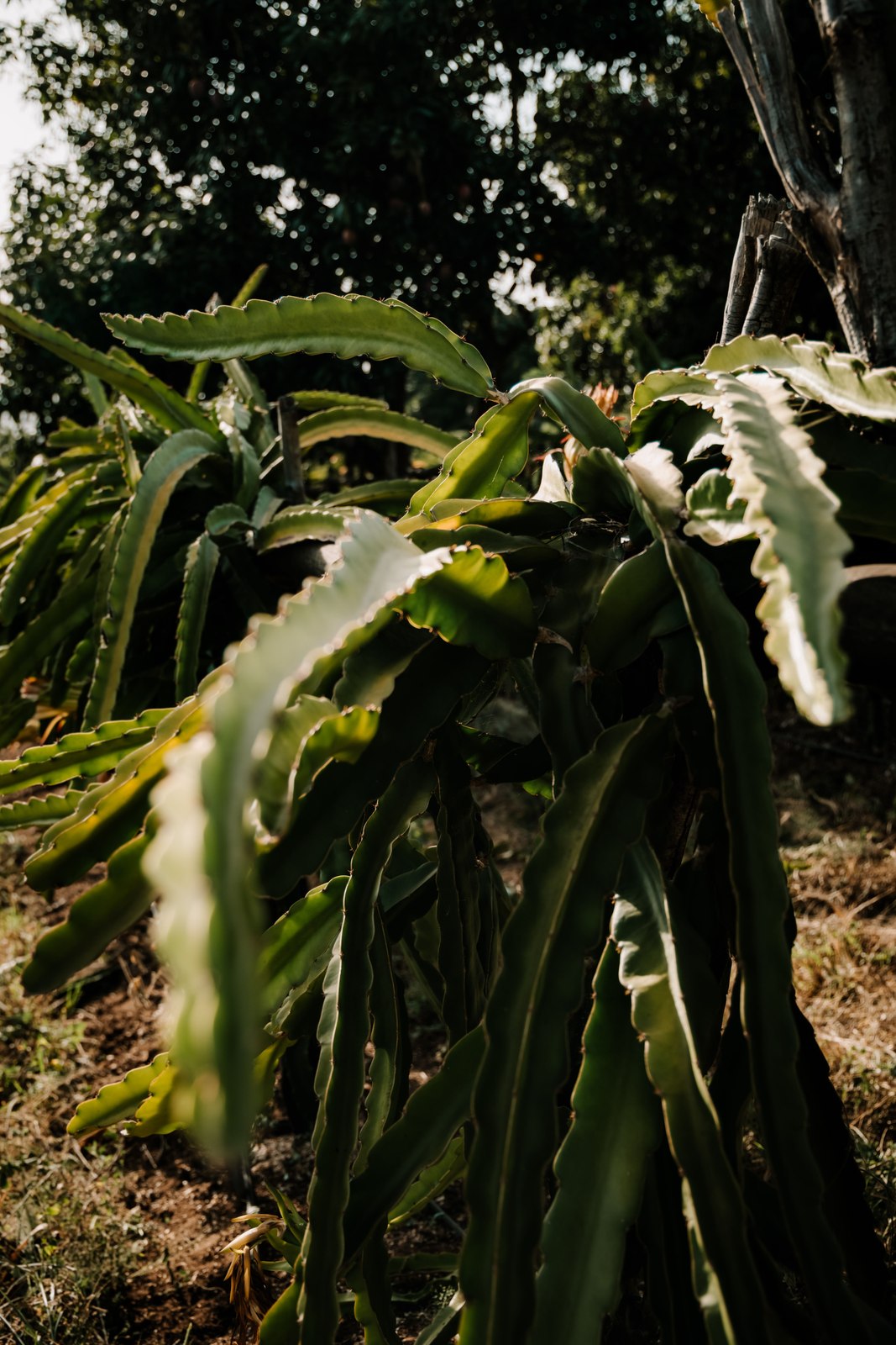 Illustrative dragon fruit photograph; flesh colour and cultivar are not verified.