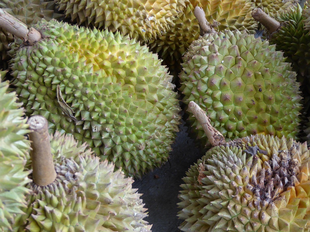 Close view of fresh whole durians at a market.