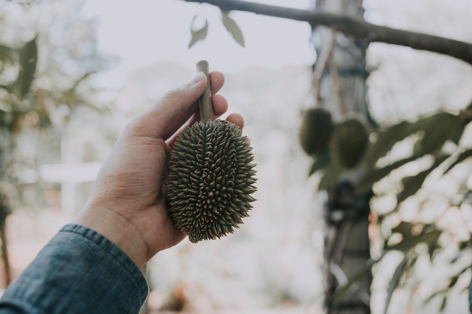 Illustrative fresh durian photograph; cultivar and origin are not verified.