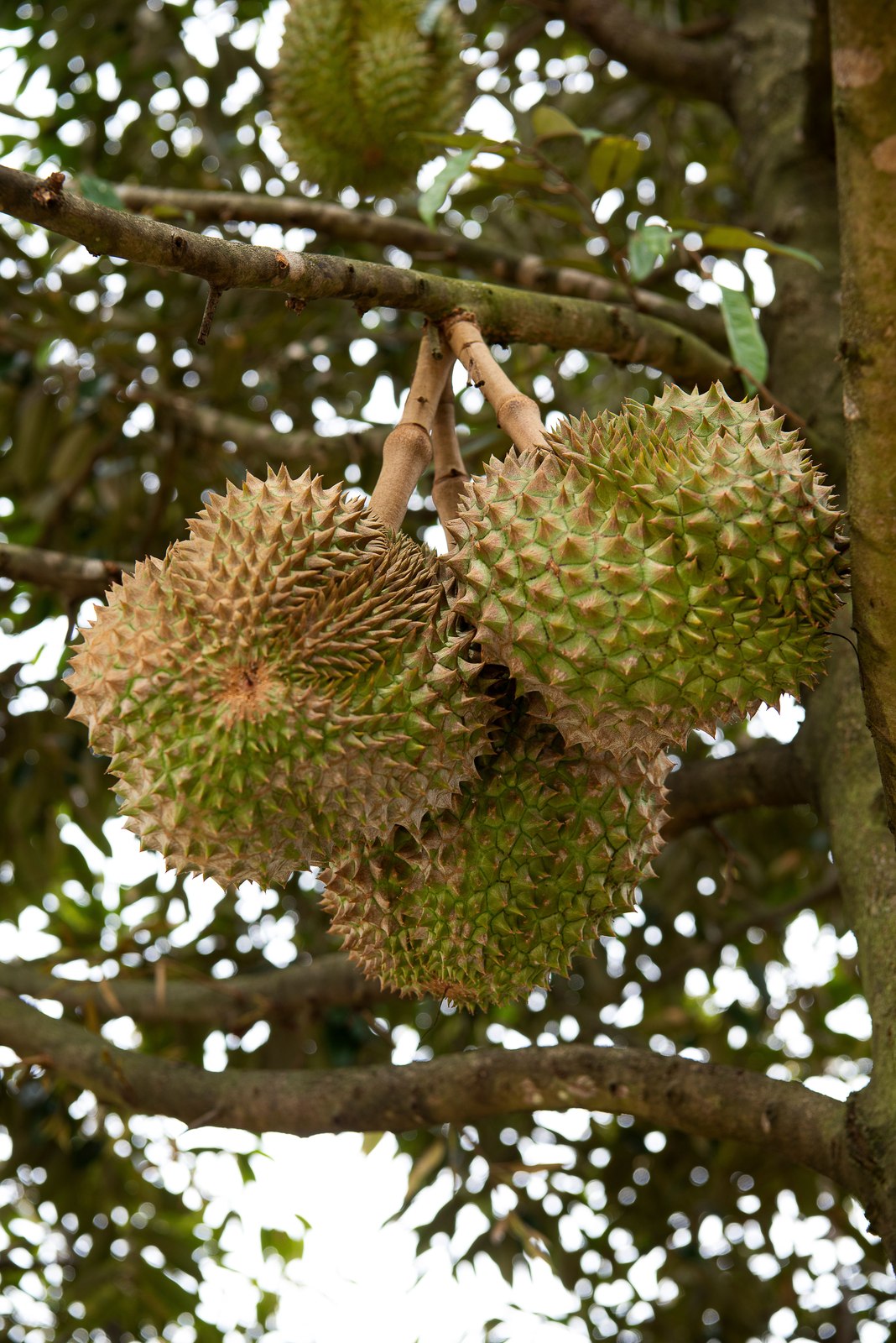 Illustrative fresh durian photograph; cultivar and origin are not verified.