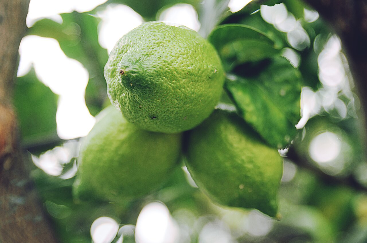 A green lime growing among glossy leaves.