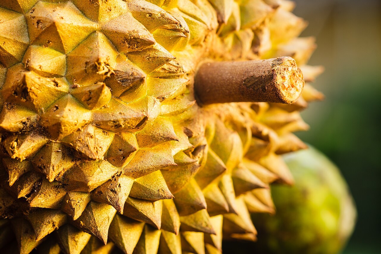 Close-up of the textured thorns on a durian husk.