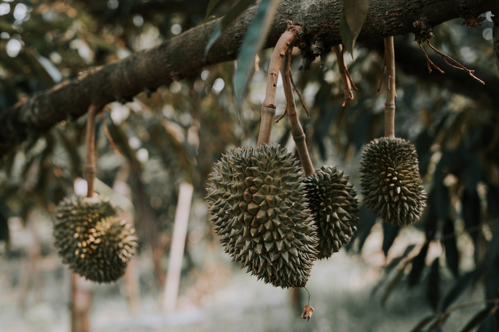 Illustrative fresh durian photograph; cultivar and origin are not verified.