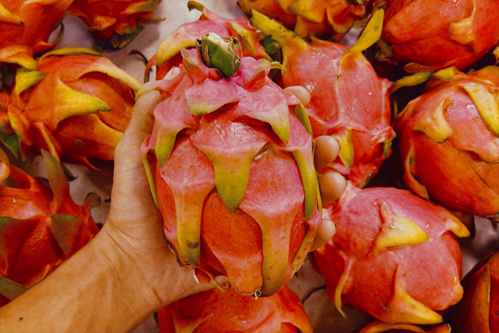 Illustrative dragon fruit photograph; flesh colour and cultivar are not verified.