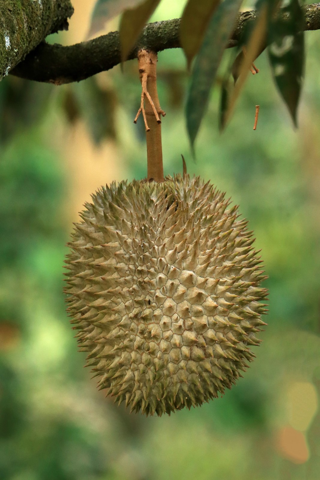 Illustrative fresh durian photograph; cultivar and origin are not verified.