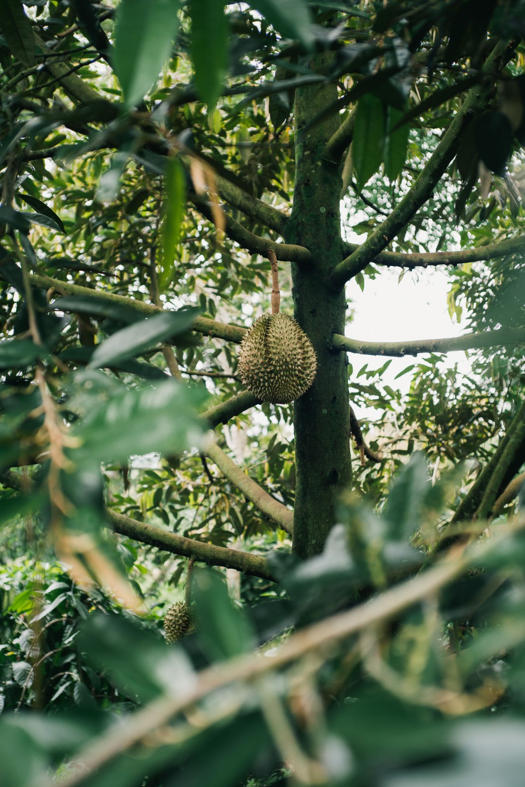 Illustrative fresh durian photograph; cultivar and origin are not verified.