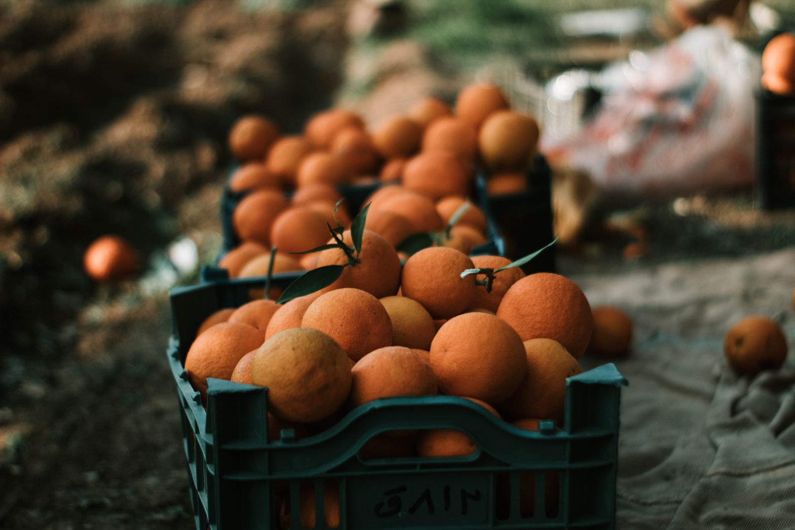 Fresh oranges packed in plastic produce crates