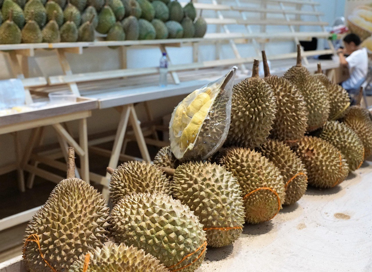 Whole durians arranged in rows on a fruit market counter.