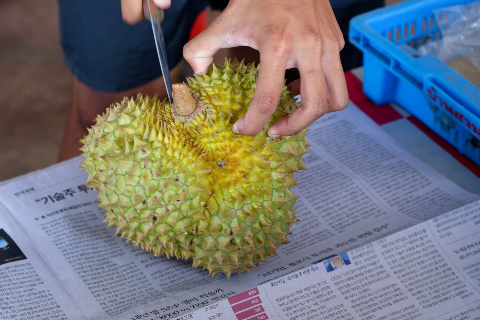 Illustrative fresh durian photograph; cultivar and origin are not verified.