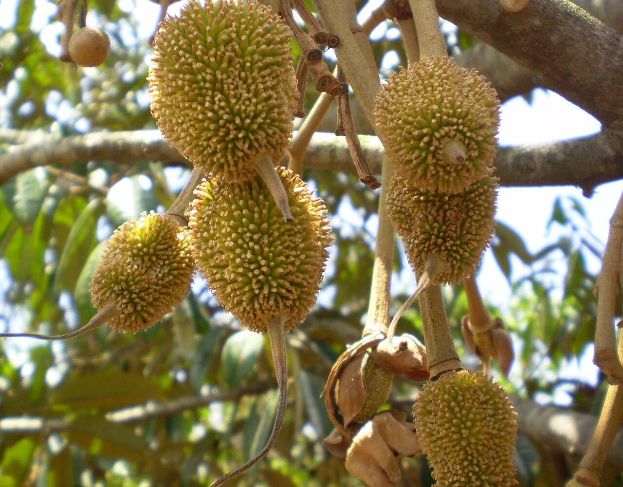 Durian fruits hanging from a tree branch.