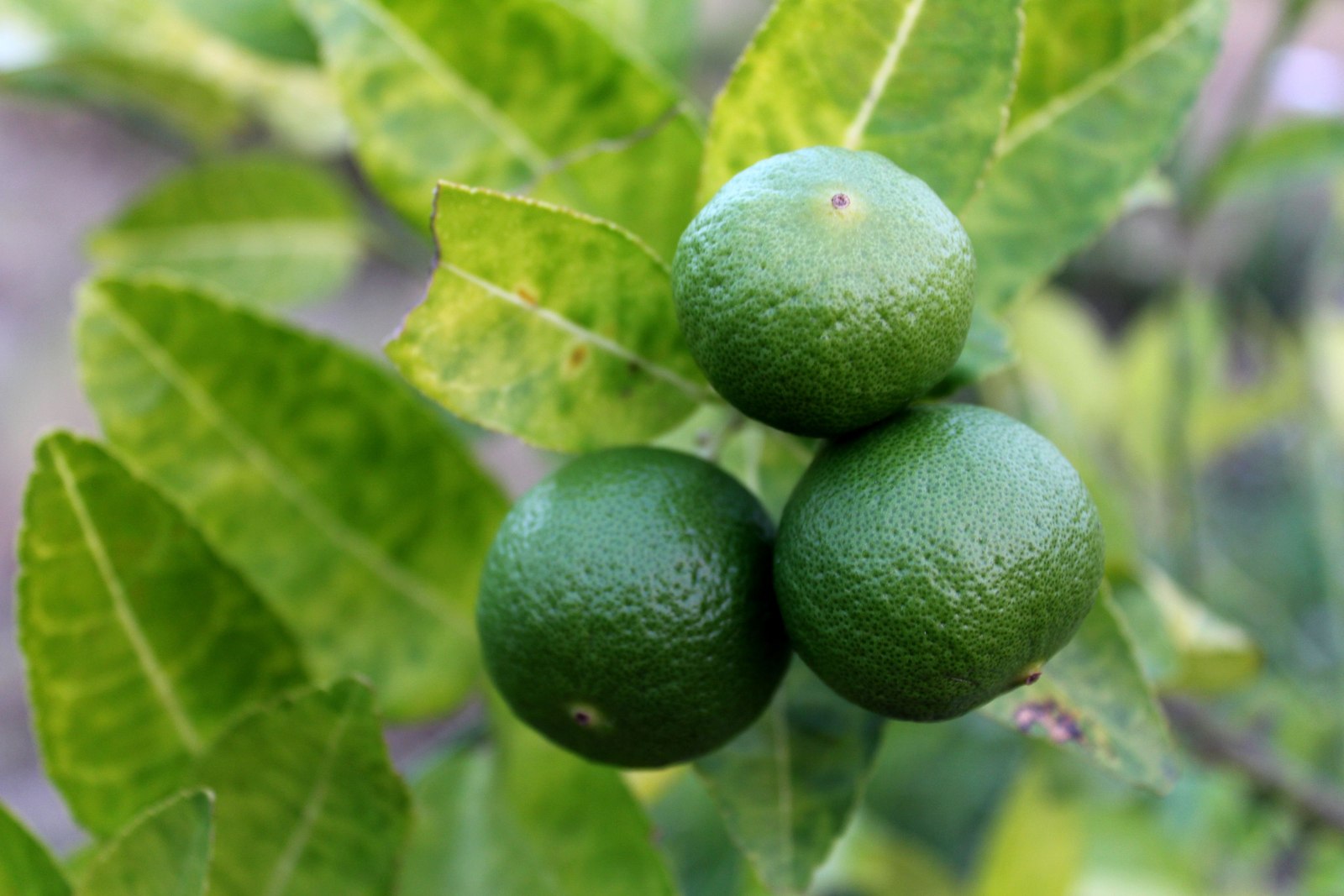 Illustrative lime and citrus photograph; seedlessness is not verified.