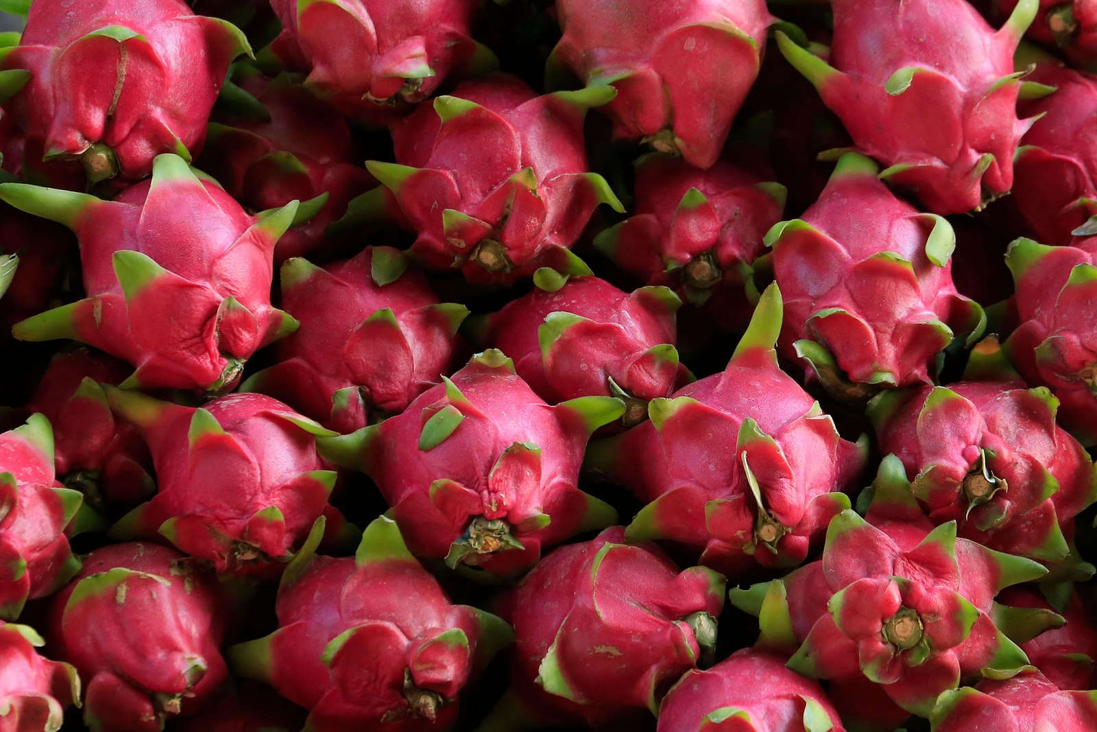 Illustrative dragon fruit photograph; flesh colour and cultivar are not verified.