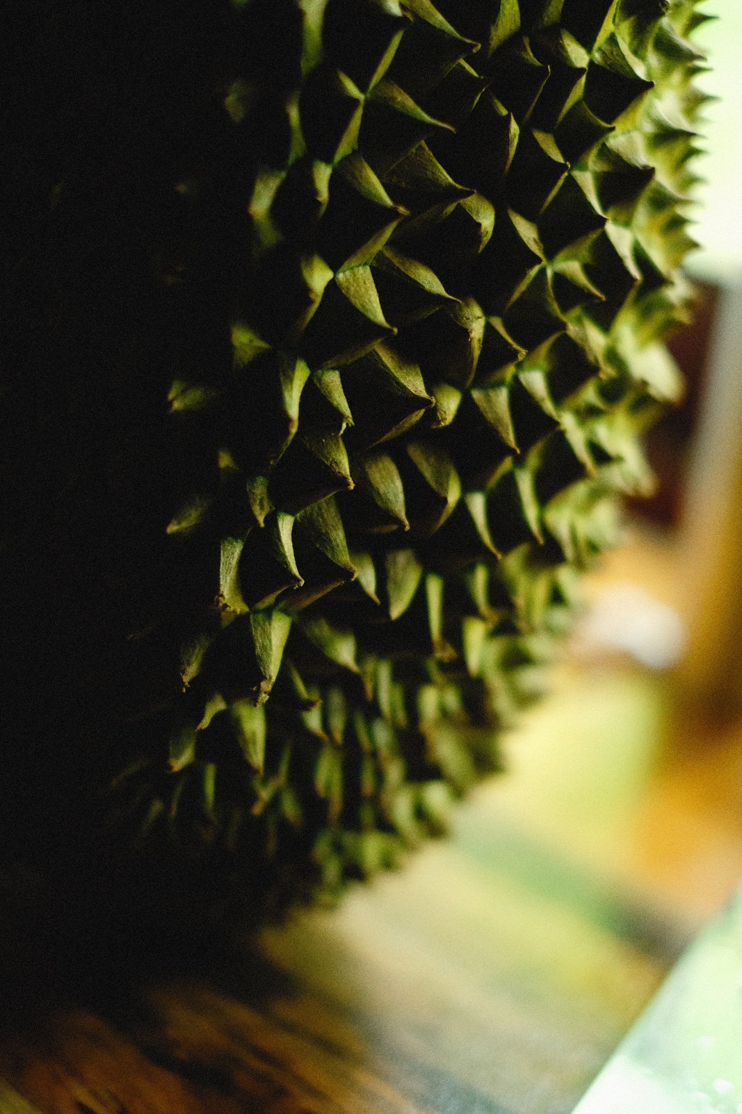 Illustrative fresh durian photograph; cultivar and origin are not verified.