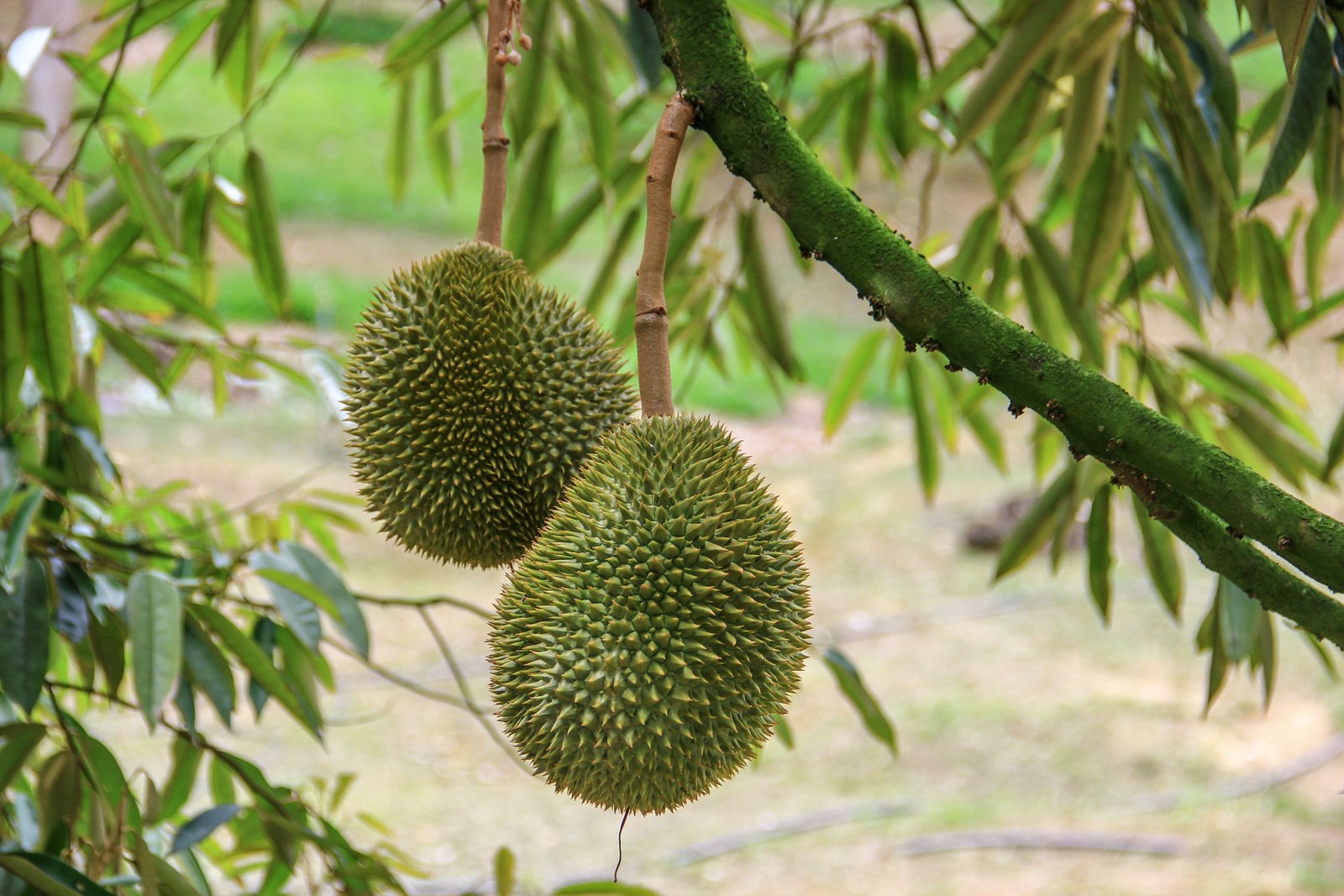 Illustrative fresh durian photograph; cultivar and origin are not verified.