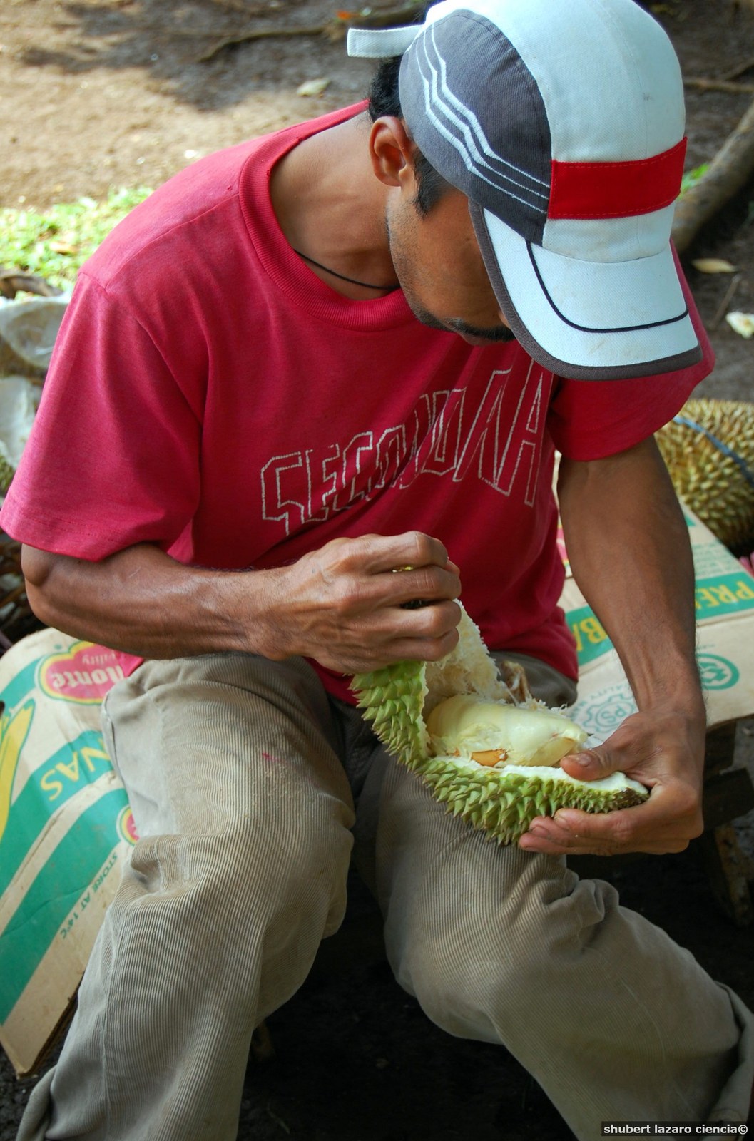 A market vendor opens a fresh durian by hand.