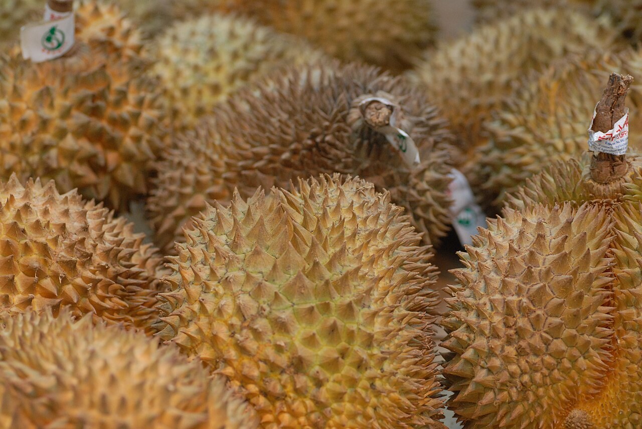 A close-up display of whole durian fruits.