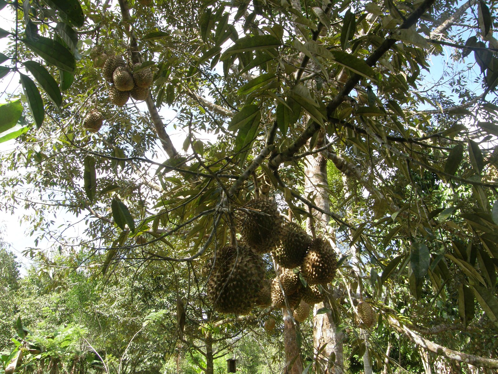 Durian fruits hanging among leafy branches of a tall tree.
