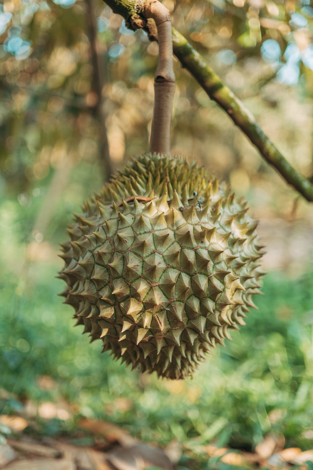 Illustrative fresh durian photograph; cultivar and origin are not verified.