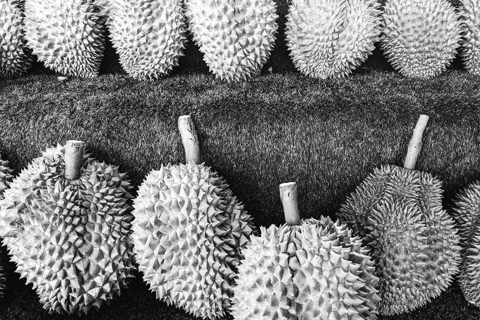 Illustrative fresh durian photograph; cultivar and origin are not verified.