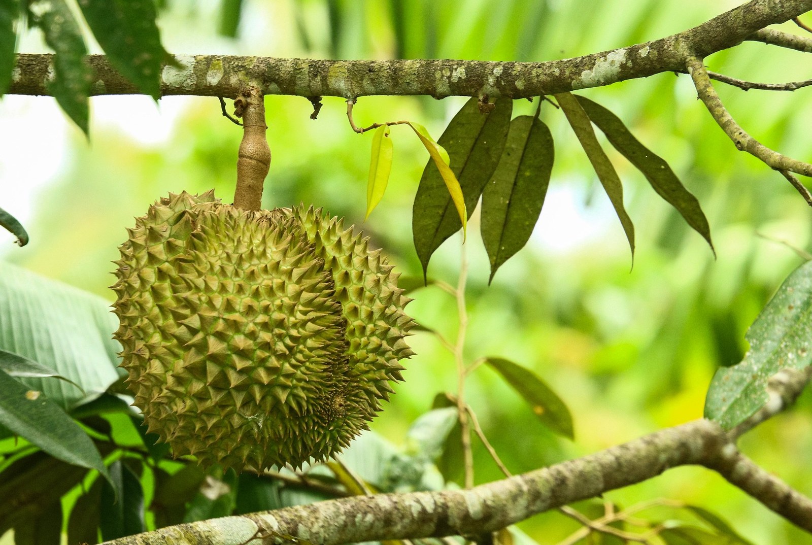 A fresh green durian hanging among leaves and branches.
