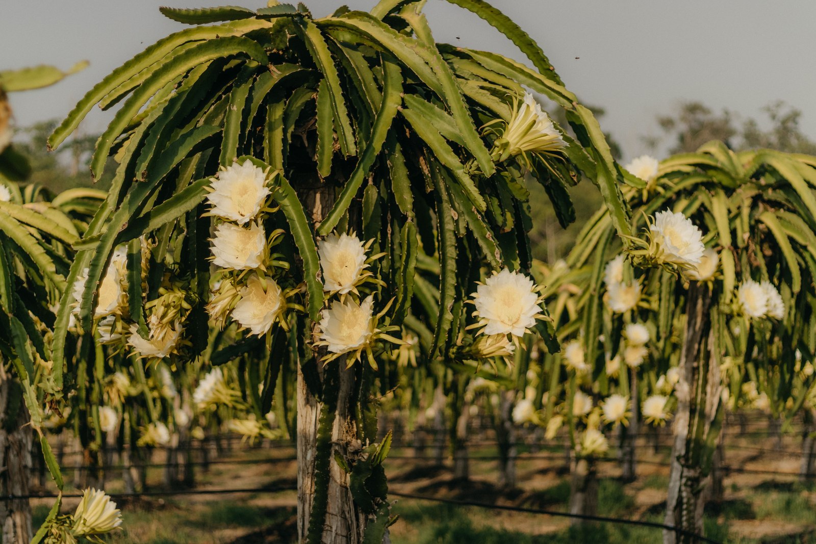 Illustrative dragon fruit photograph; flesh colour and cultivar are not verified.