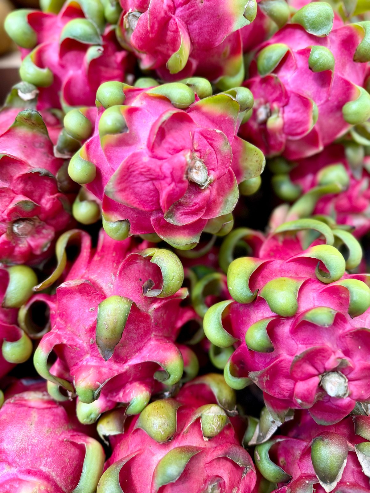 Illustrative dragon fruit photograph; flesh colour and cultivar are not verified.