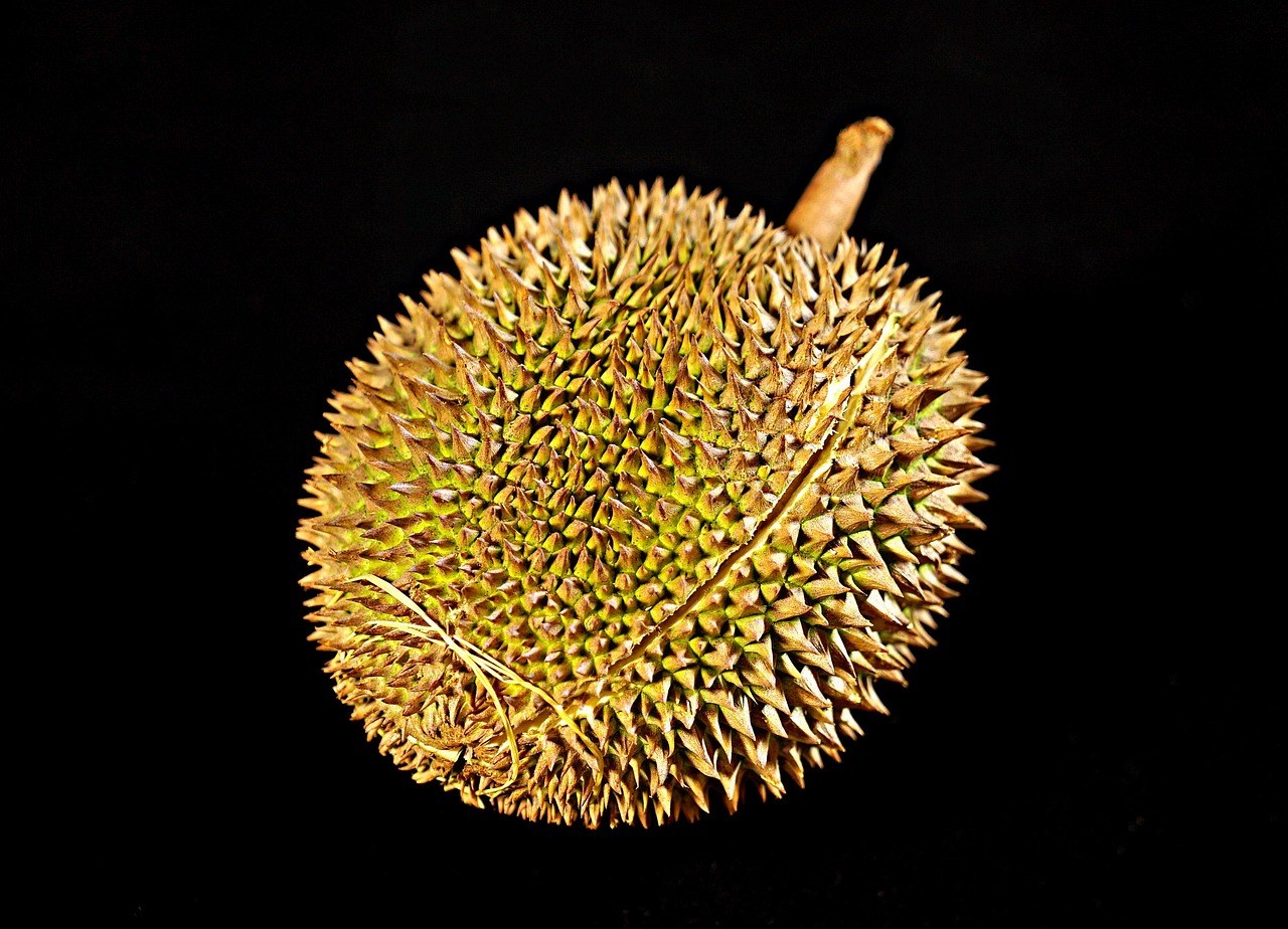 A whole yellow-green durian against a dark background.