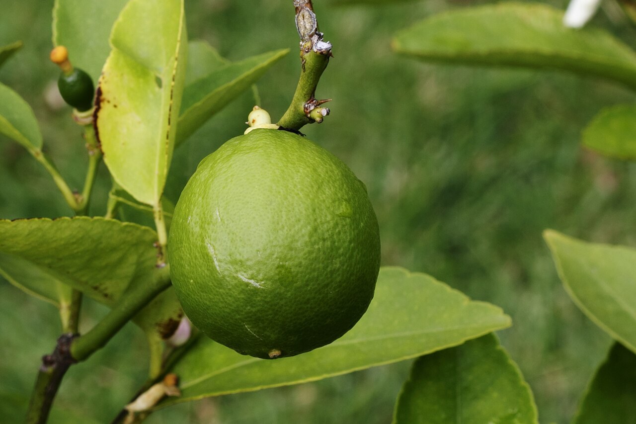 Fresh whole lime on a leafy branch; photo metadata identifies Citrus latifolia in Ludres, France.