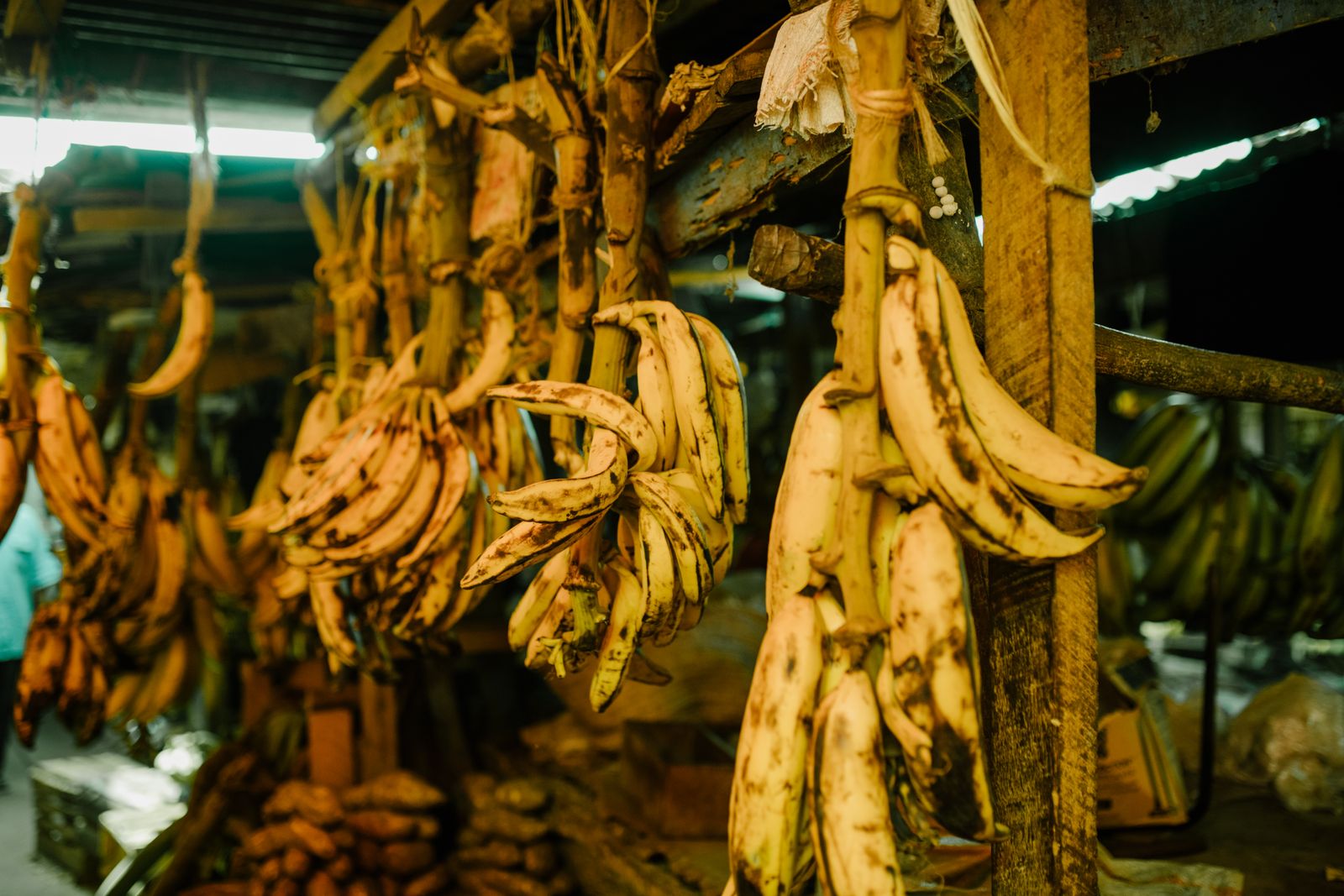 Banana bunches hanging in an outdoor produce market
