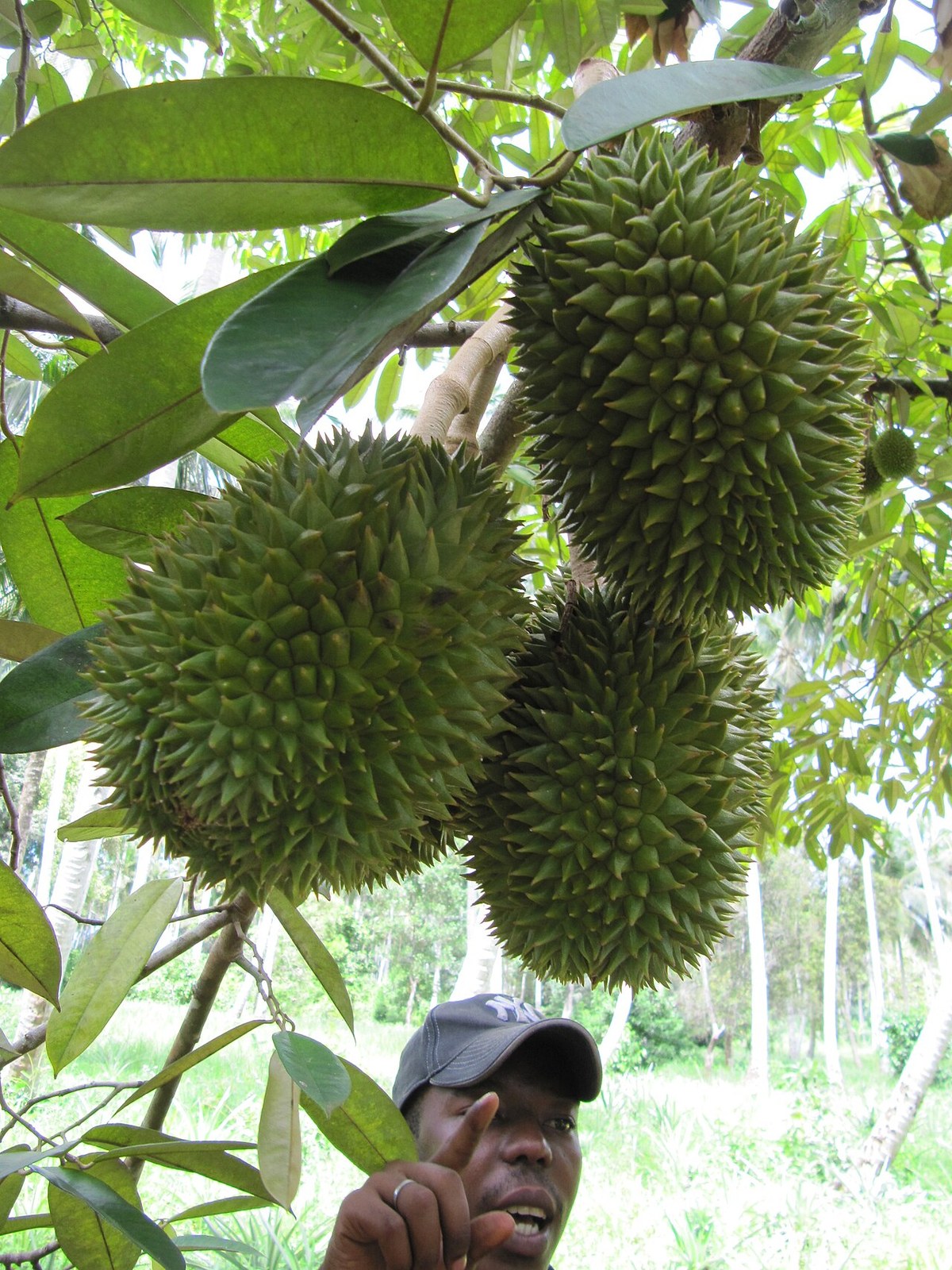 Large durians hanging from a tree above an orchard worker.