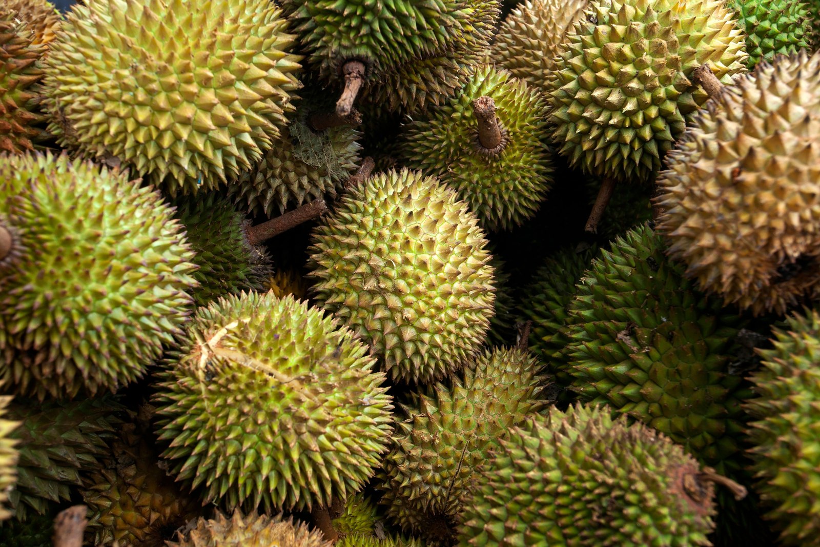 Illustrative fresh durian photograph; cultivar and origin are not verified.