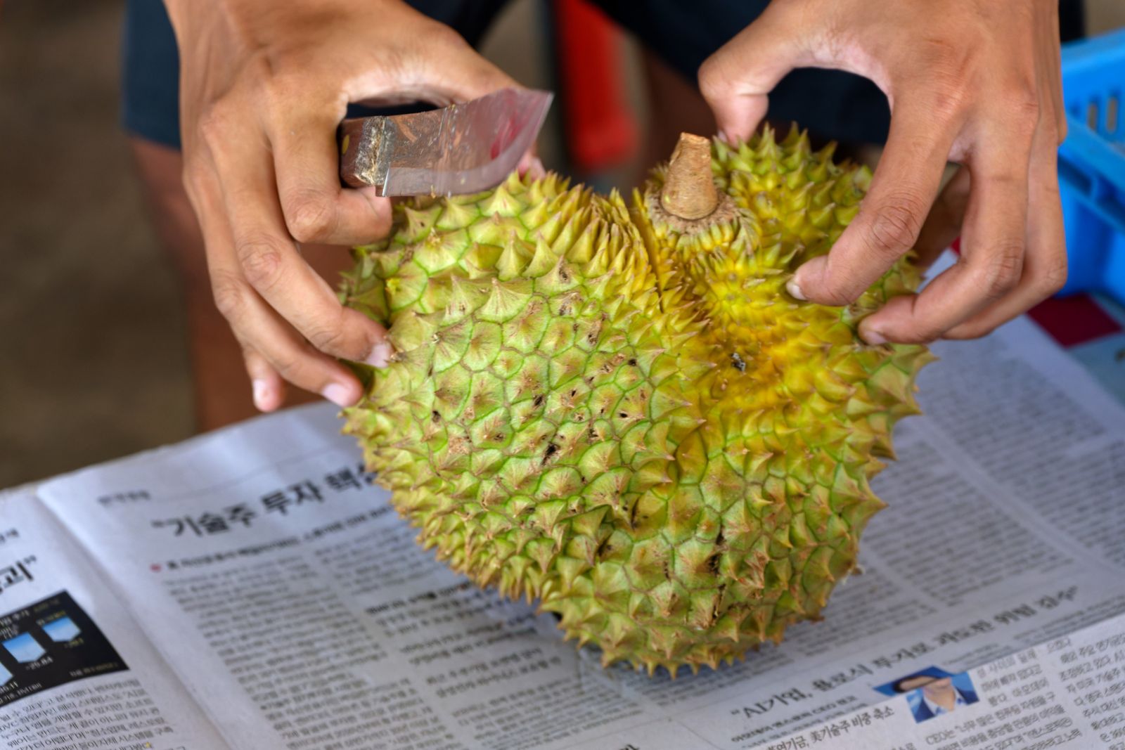 Hands opening a spiky durian fruit outdoors