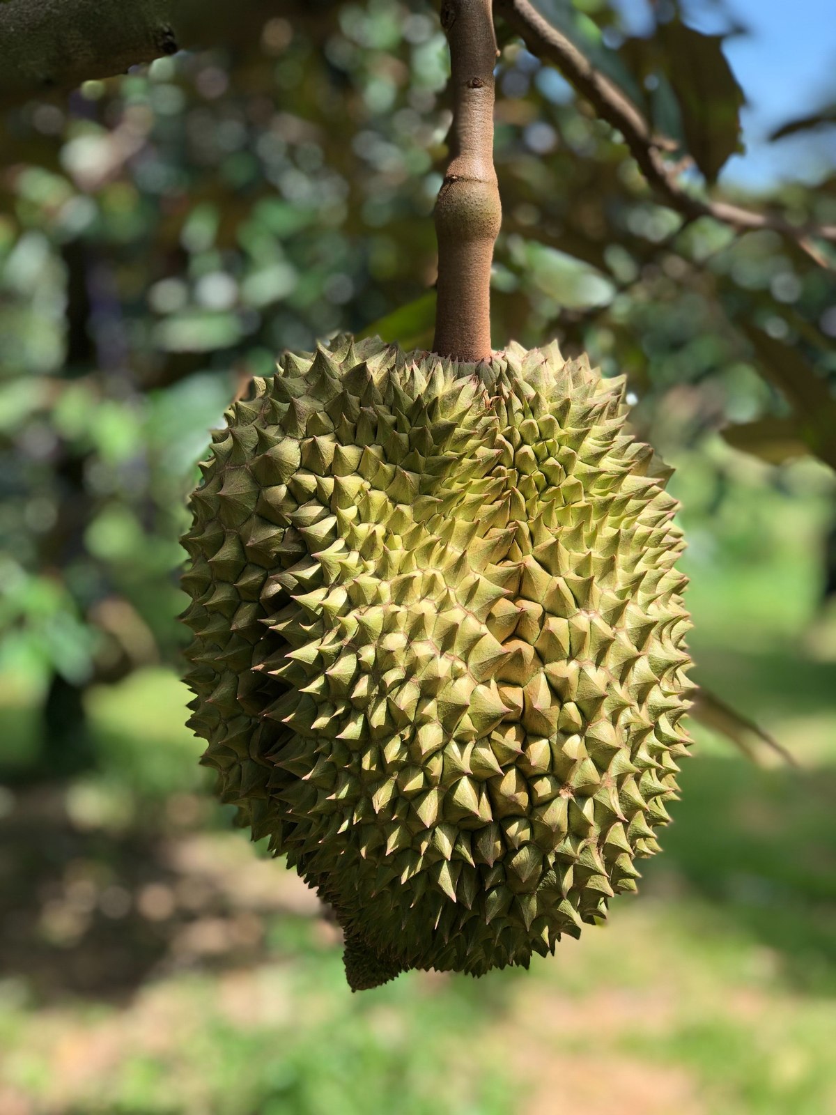 Illustrative fresh durian photograph; cultivar and origin are not verified.