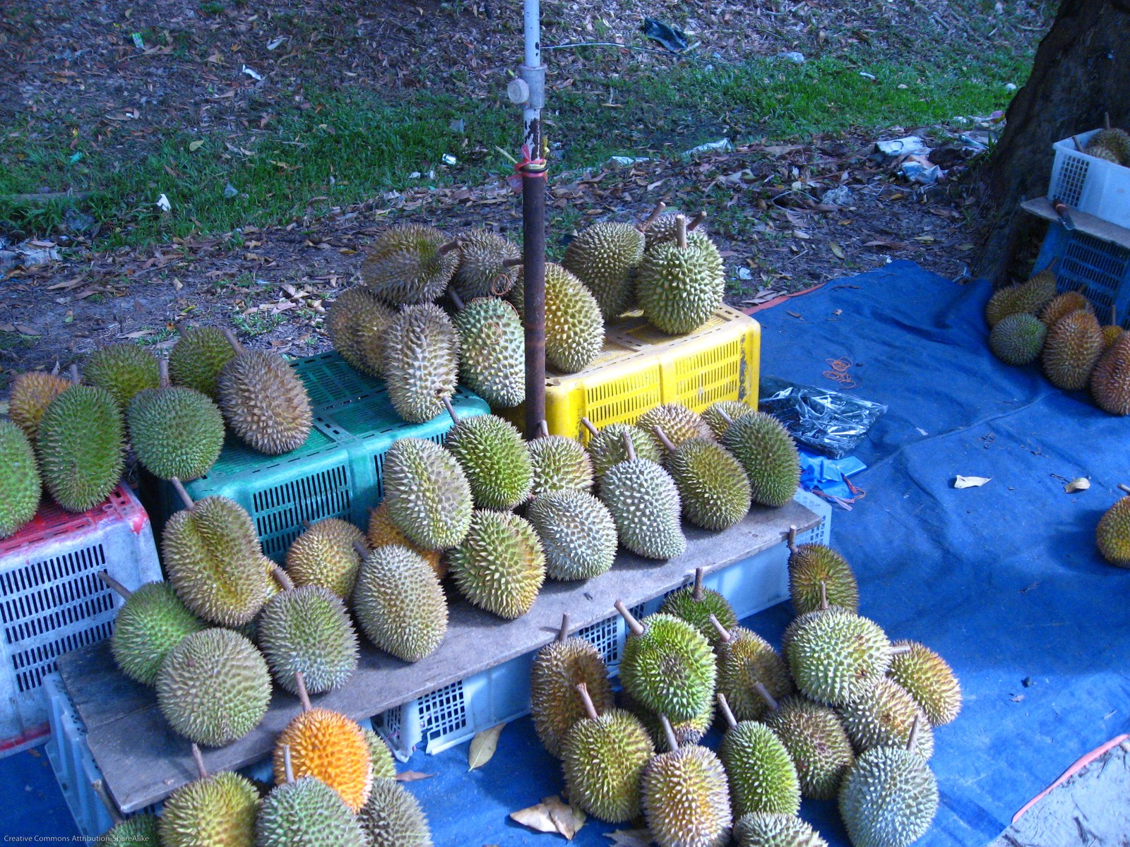 Whole durians set out in rows on colored baskets at an outdoor stall.