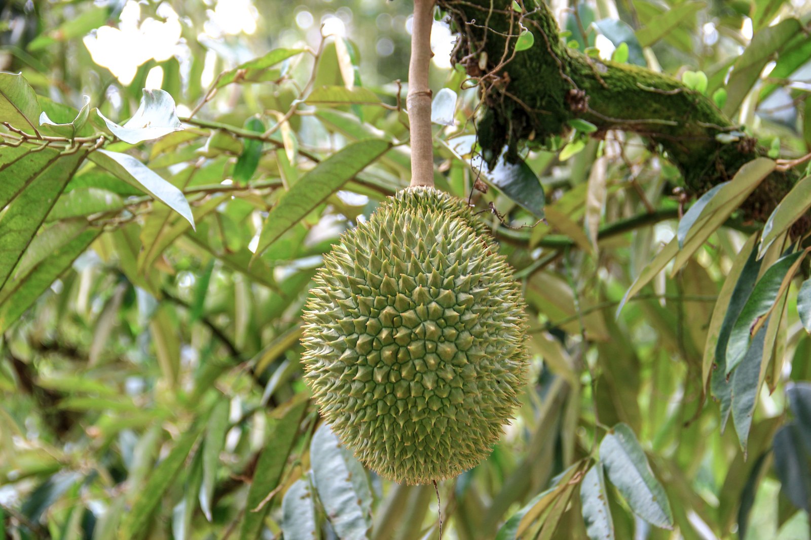 Illustrative fresh durian photograph; cultivar and origin are not verified.
