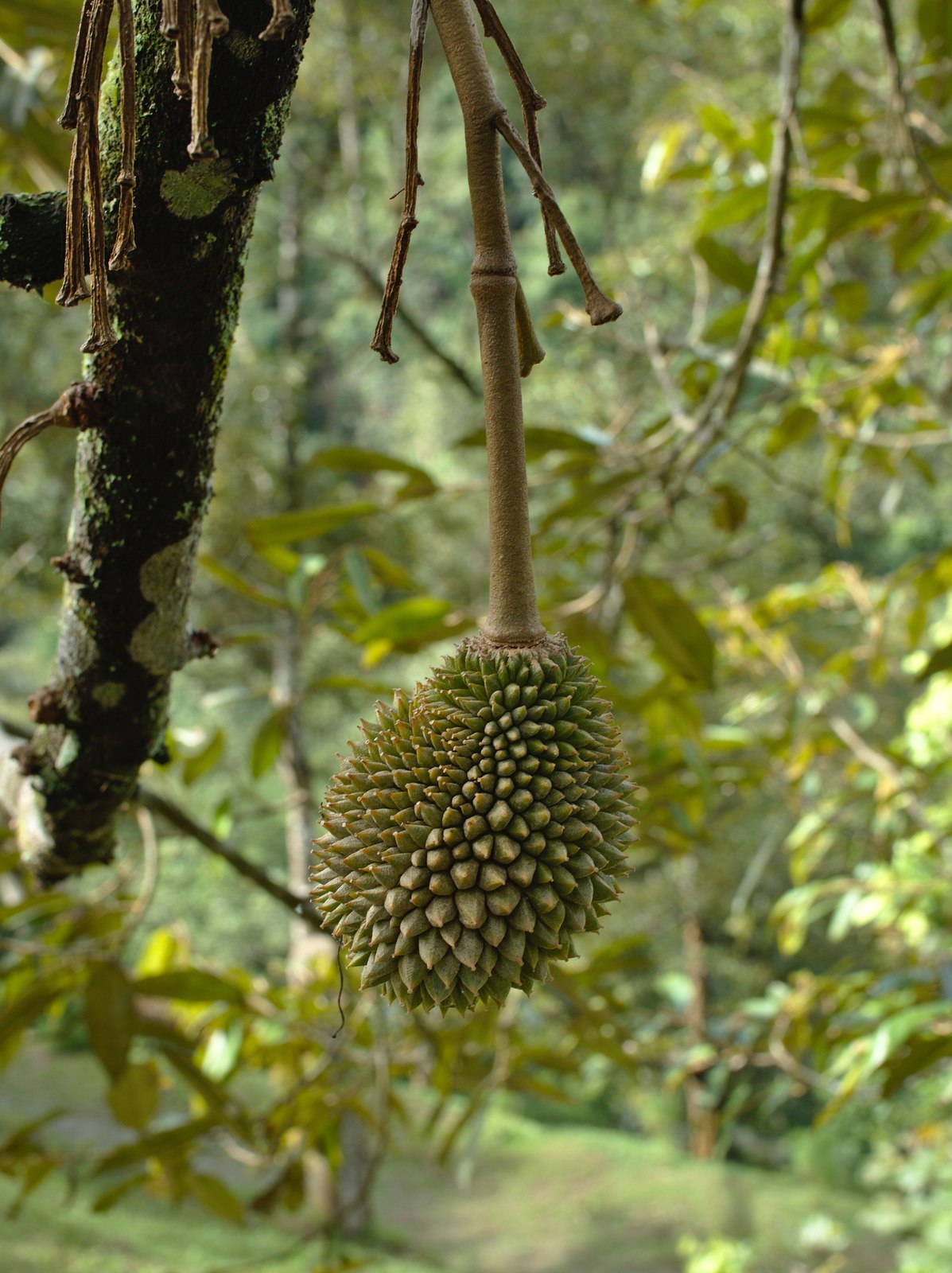 Illustrative fresh durian photograph; cultivar and origin are not verified.
